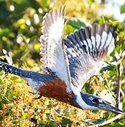 Ringed Kingfisher