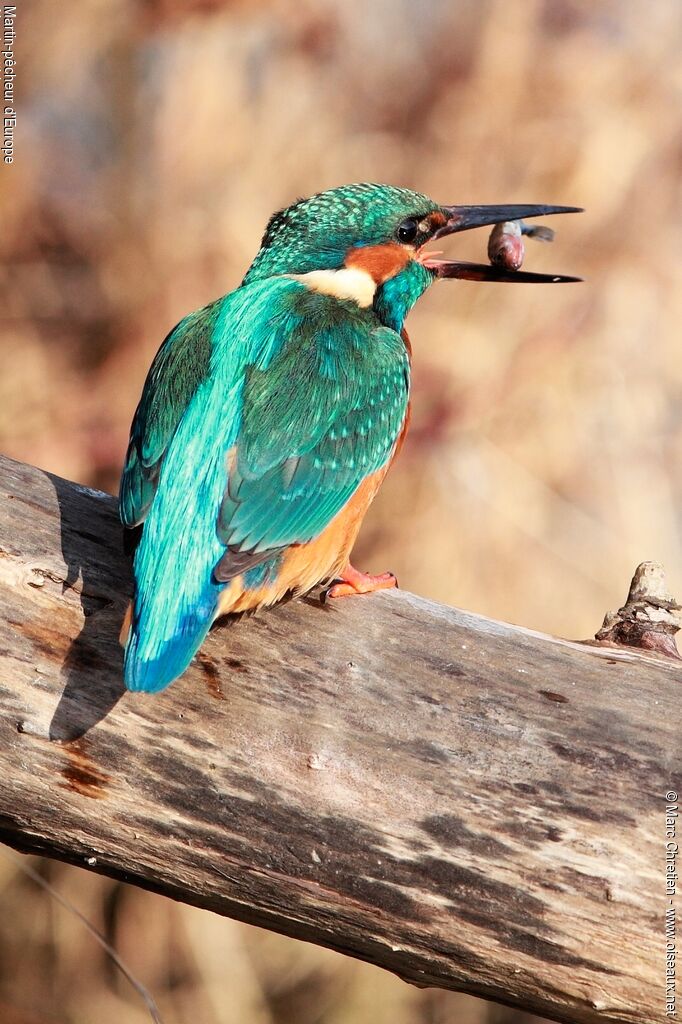 Common Kingfisheradult