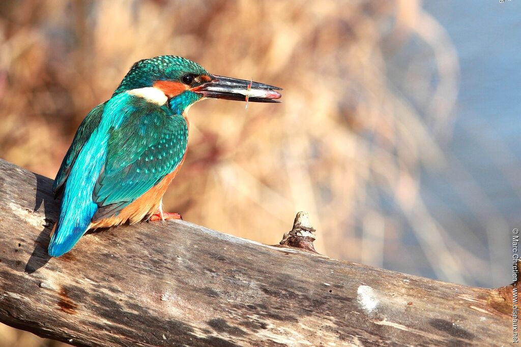 Common Kingfisheradult