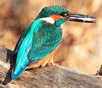 Common Kingfisher