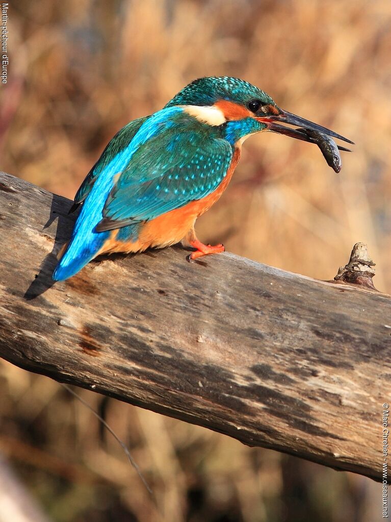 Common Kingfisheradult