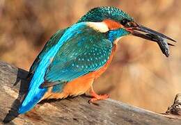 Common Kingfisher