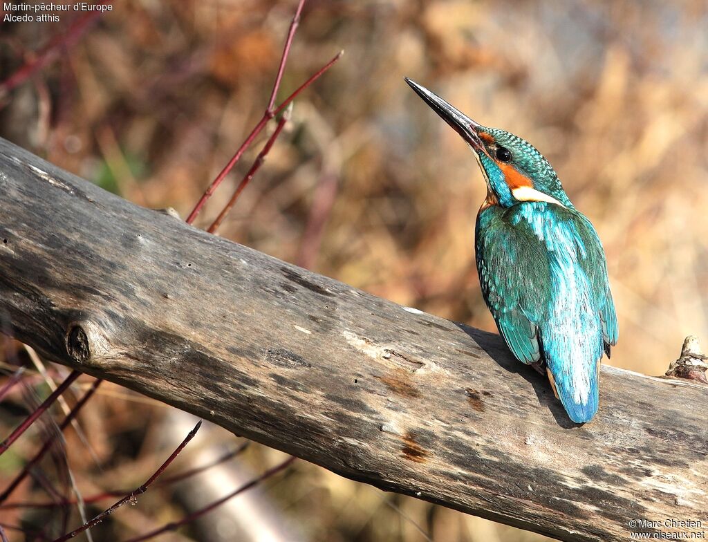 Common Kingfisheradult