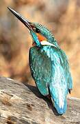 Common Kingfisher