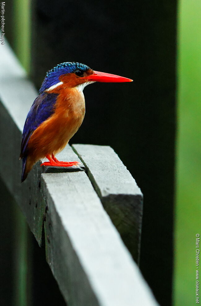 Malachite Kingfisher