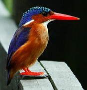 Malachite Kingfisher