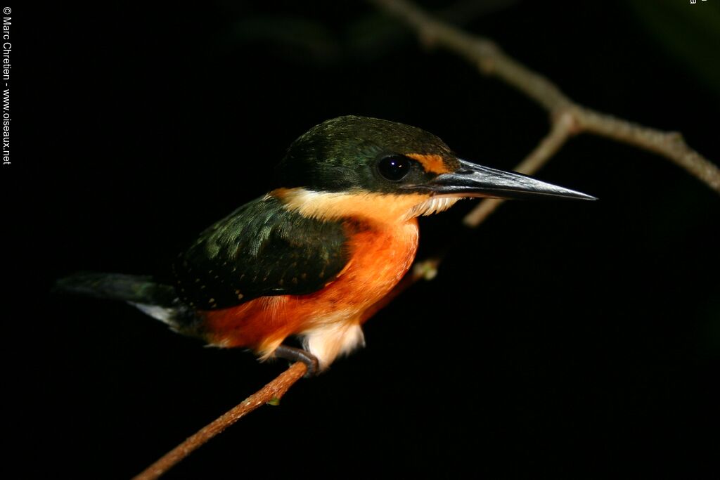 American Pygmy Kingfisher