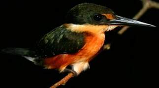 American Pygmy Kingfisher