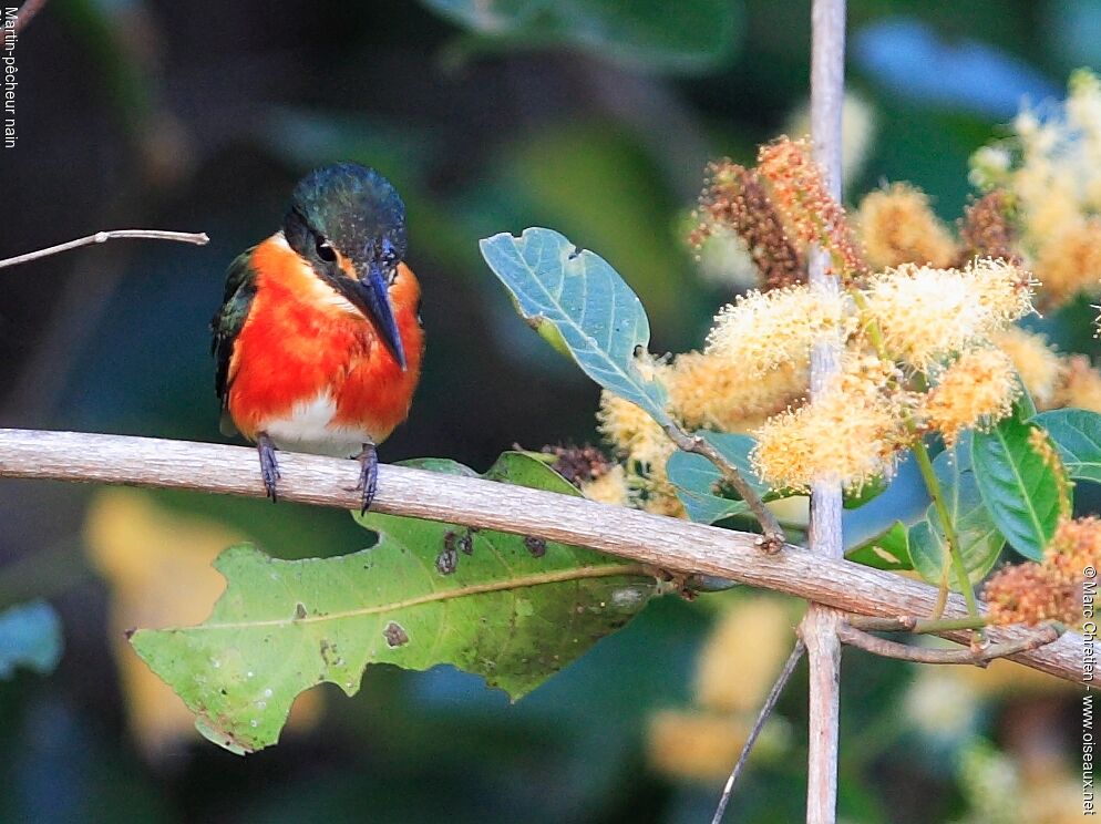 American Pygmy Kingfisher male adult