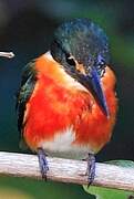 American Pygmy Kingfisher