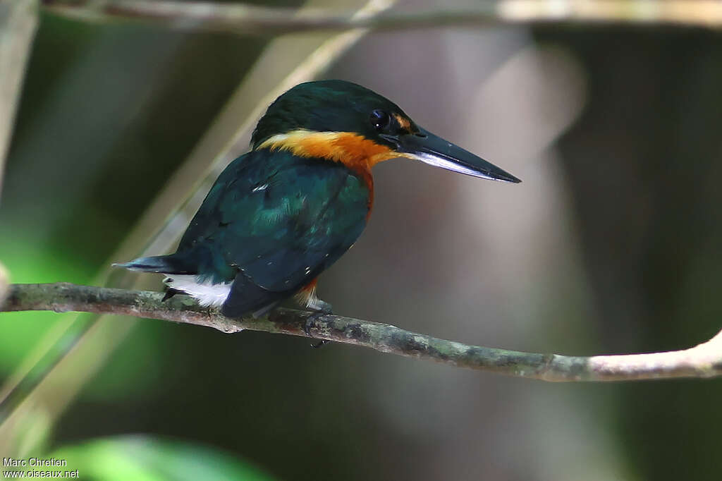 American Pygmy Kingfisher male adult, Behaviour