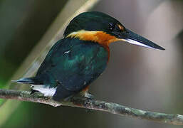 American Pygmy Kingfisher