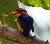 African Pygmy Kingfisher