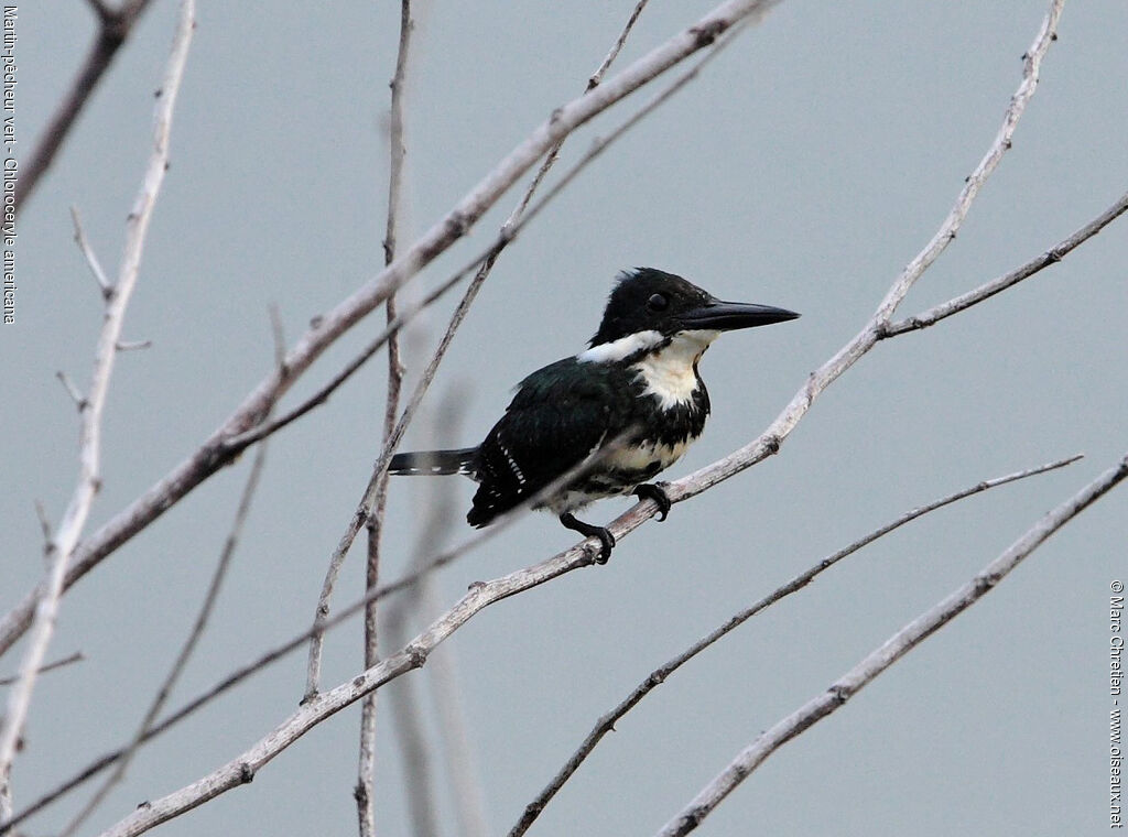 Green Kingfisher