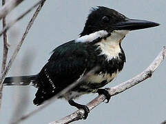 Green Kingfisher