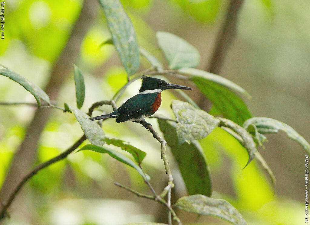 Green Kingfisher male