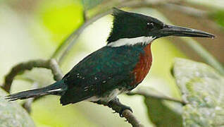 Green Kingfisher