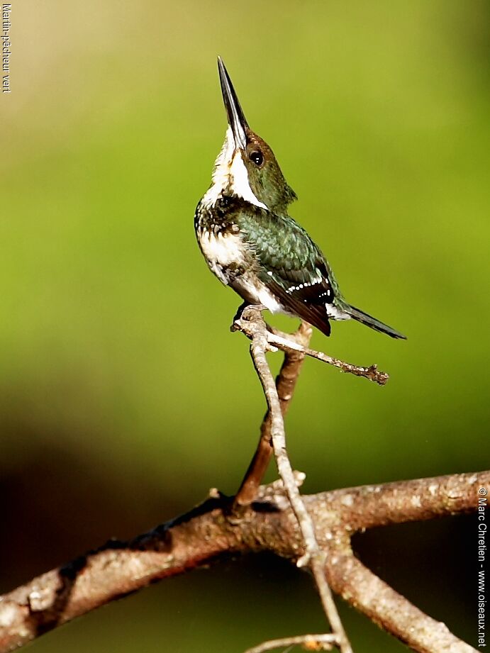 Green Kingfisher female adult