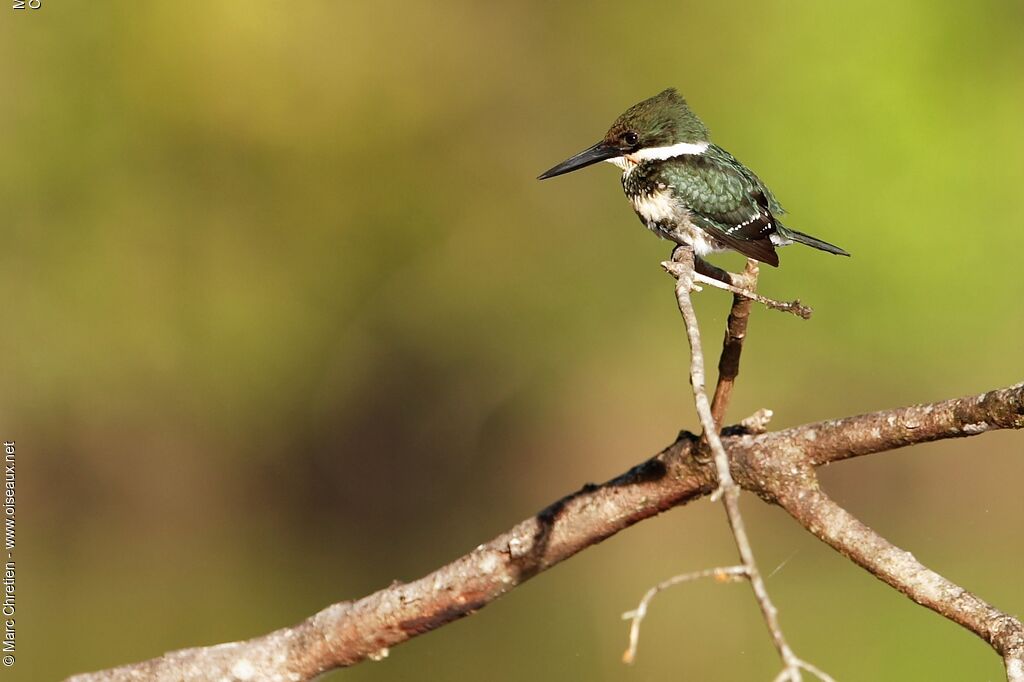 Green Kingfisher