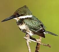 Green Kingfisher