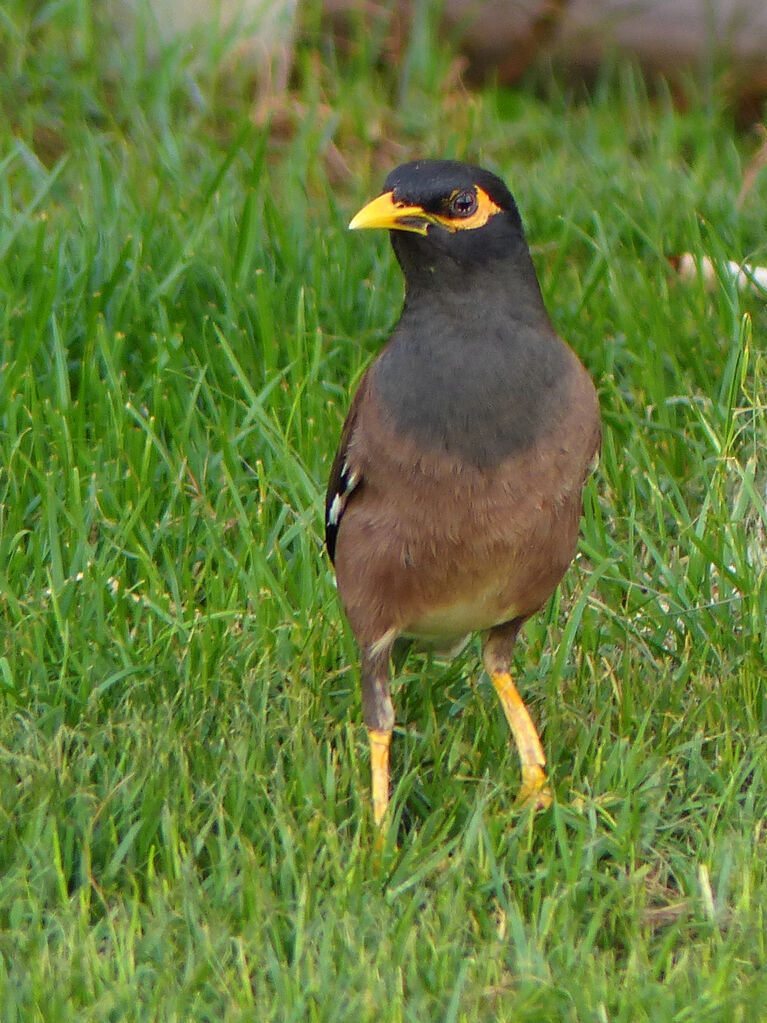 Common Myna