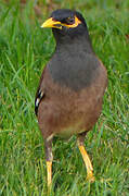 Common Myna