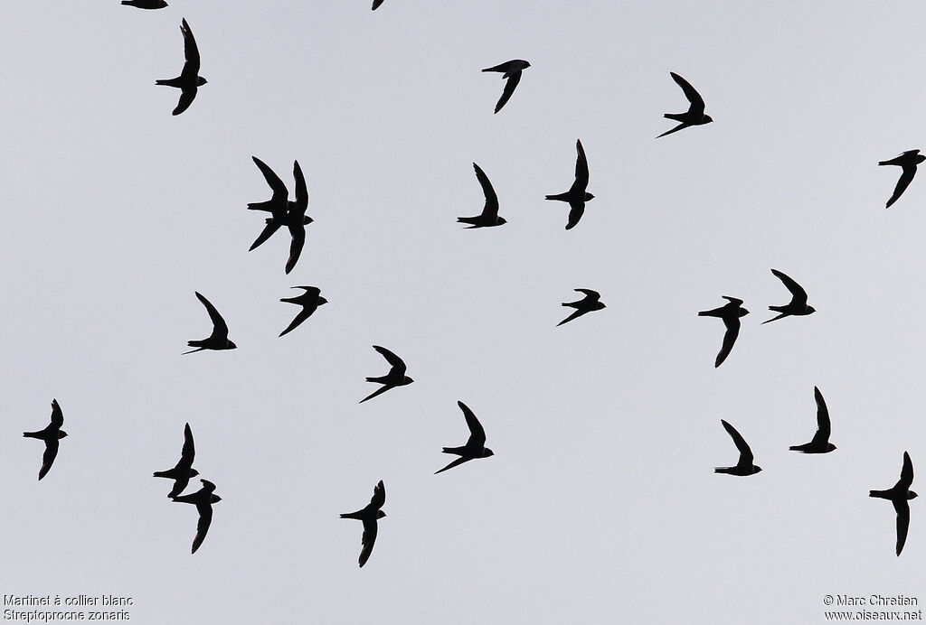 White-collared Swift