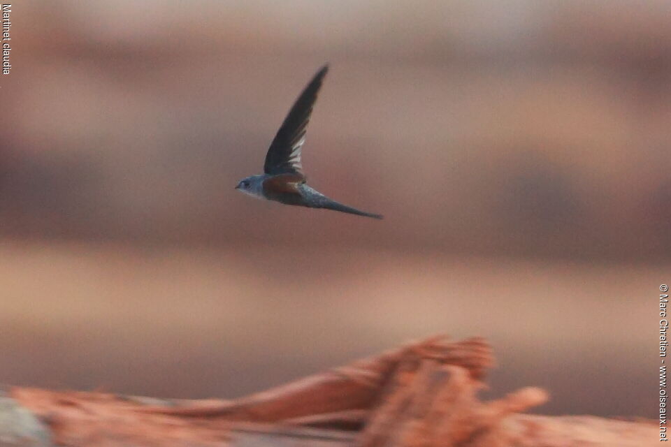 Fork-tailed Palm Swift