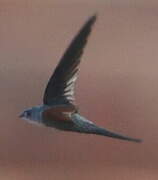 Fork-tailed Palm Swift