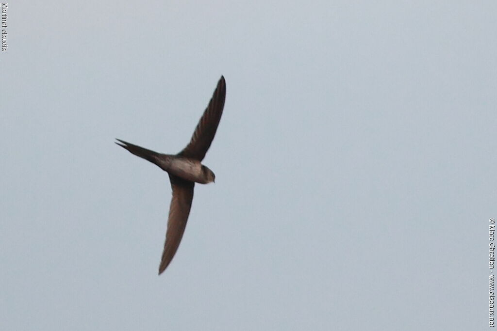 Neotropical Palm Swift, Flight