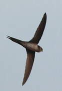 Fork-tailed Palm Swift