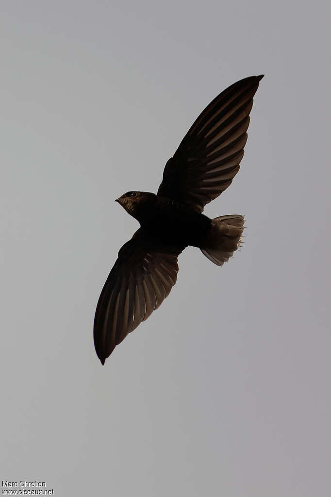 Short-tailed Swiftadult, identification