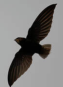 Short-tailed Swift