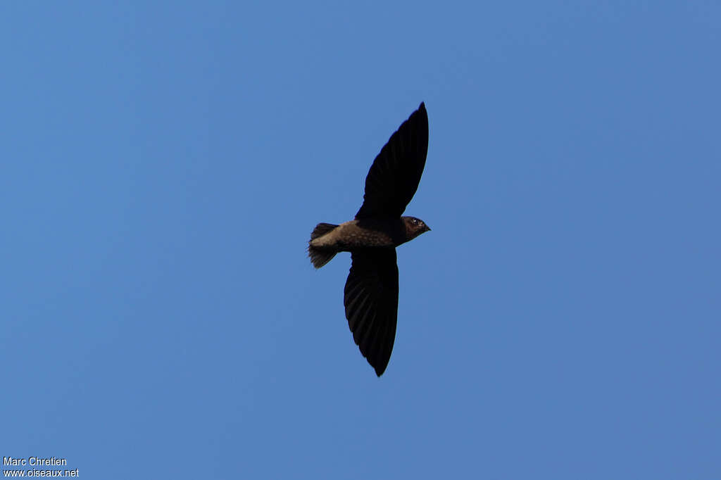 Short-tailed Swift