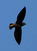 Short-tailed Swift