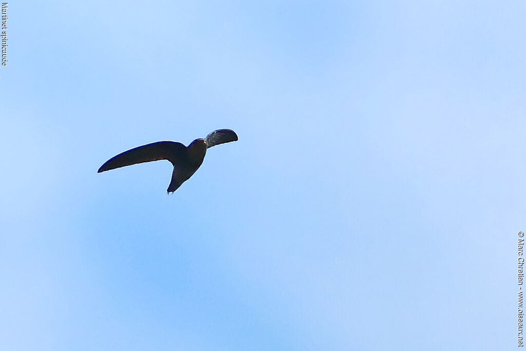 Band-rumped Swift