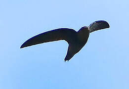 Band-rumped Swift