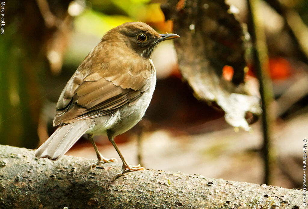 White-necked Thrush