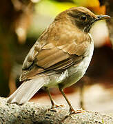 White-necked Thrush