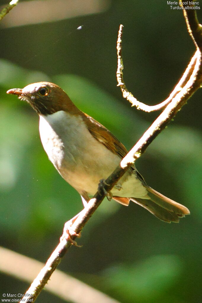 White-necked Thrushadult