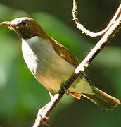 White-necked Thrush