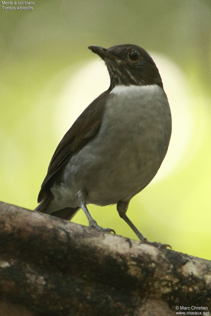 White-necked Thrush