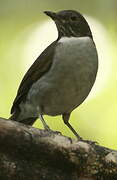 White-necked Thrush