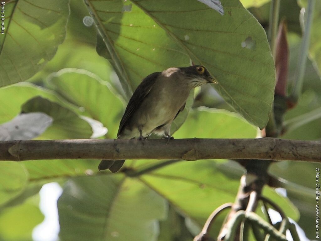 Spectacled Thrush