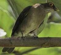 Spectacled Thrush