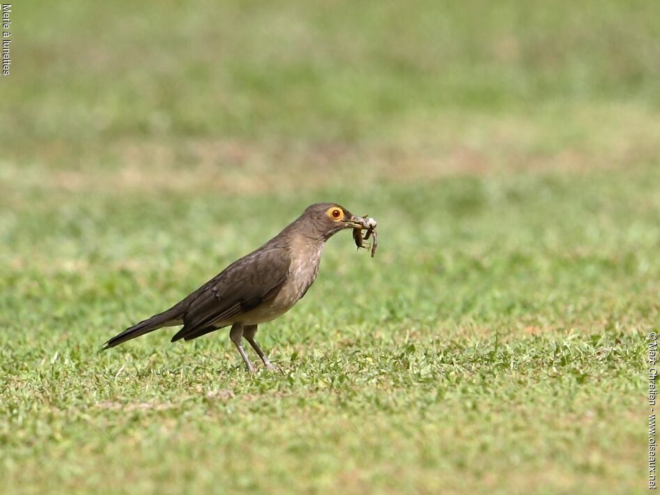 Spectacled Thrush