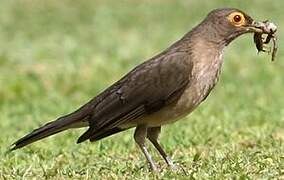 Spectacled Thrush