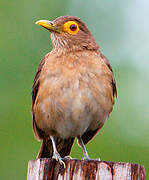 Spectacled Thrush