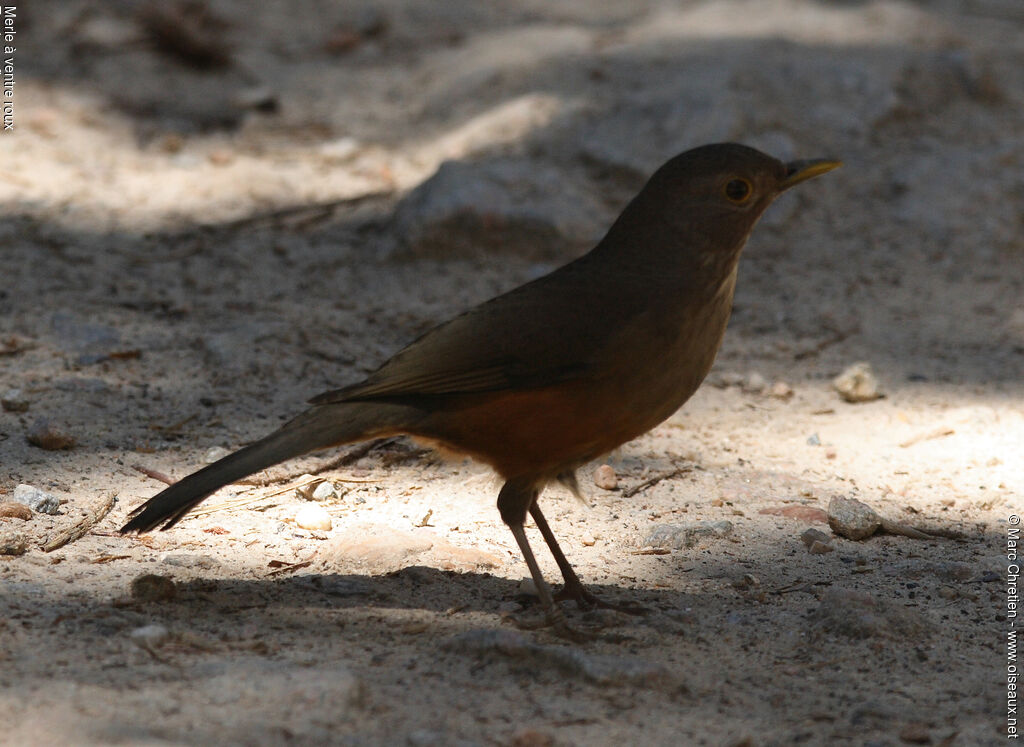 Rufous-bellied Thrush