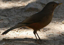 Rufous-bellied Thrush